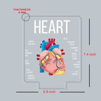 3D Illusion Anatomical Heart Diagram LED Lamp with 7 Color Changing Light Gift for Medical & Science Student Home, Clinic, Hospital & Study Desk Table Decor